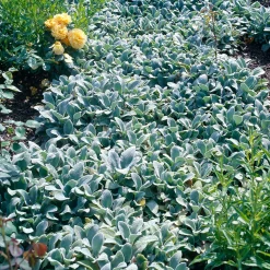Lammöron Silver Carpet