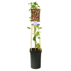 Landsdowne Gem 40-60 cm