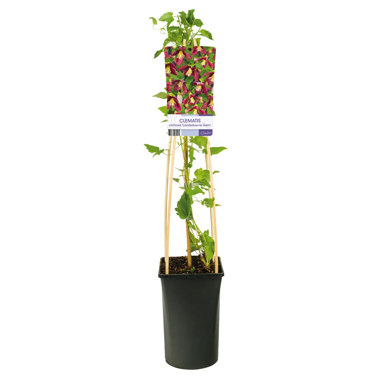 Landsdowne Gem 40-60 cm