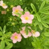 Ölandstok Rosa