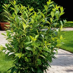 Ölandstok 30-50cm Krukodlade