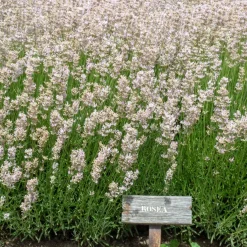 Lavendel Rosea