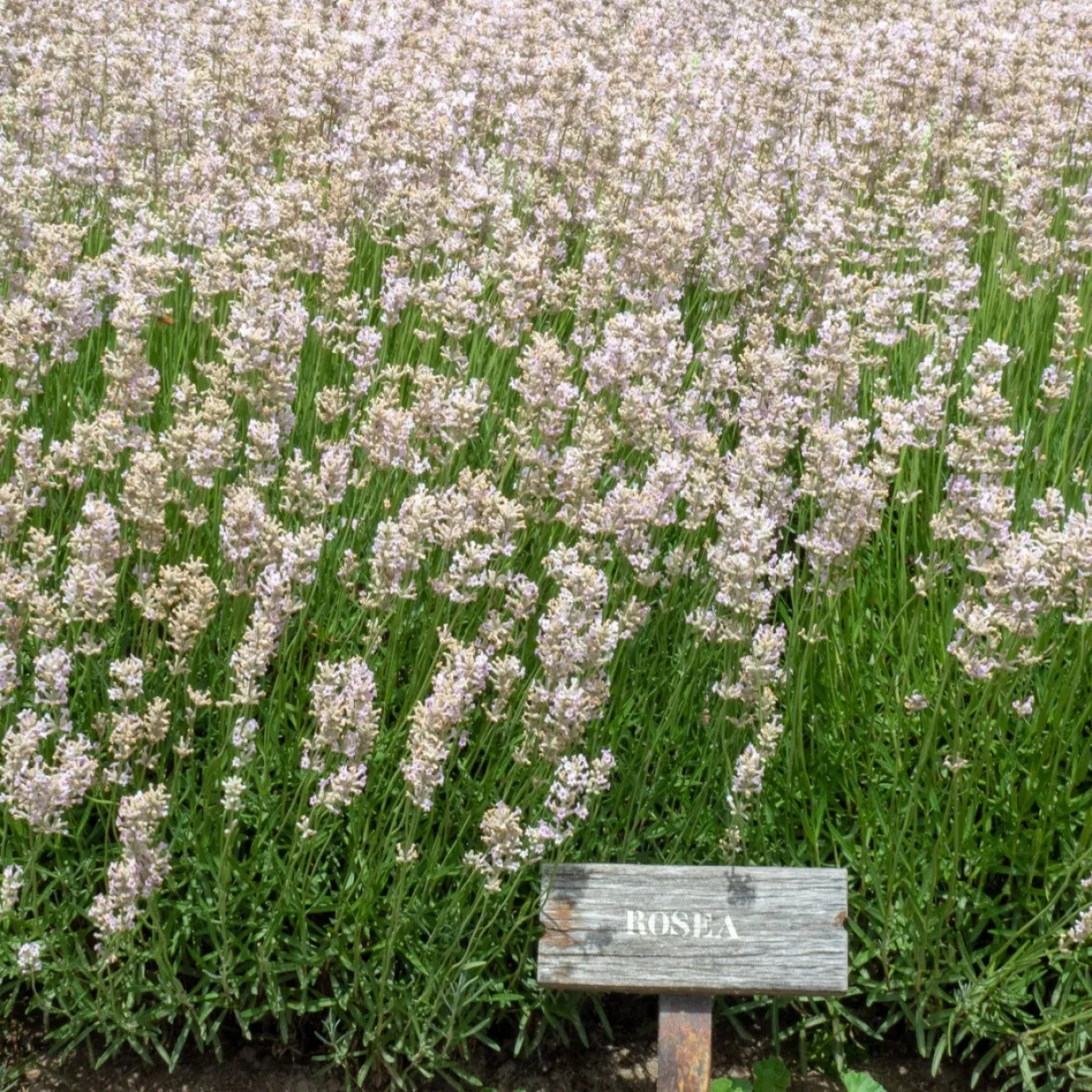 Lavendel Rosea