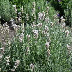 Lavendel Rosea