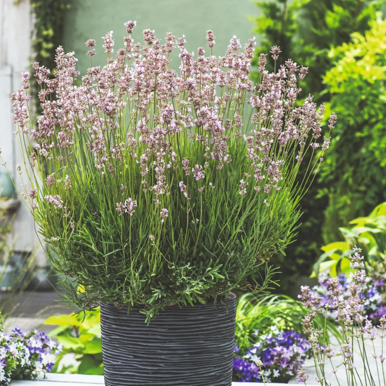 Lavendel Rosea