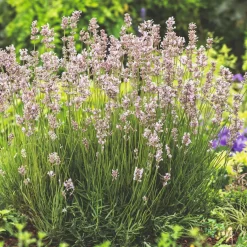 Lavendel Rosea
