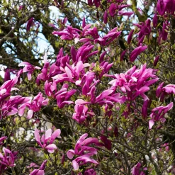 Liljemagnolia Nigra 60-80 cm