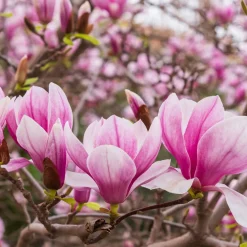 Liljemagnolia Nigra 60-80 cm