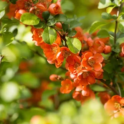 Liten Rosenkvitten Balsgård Rondo 'Rondo'