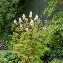 Liten Rönnspirea Maia E