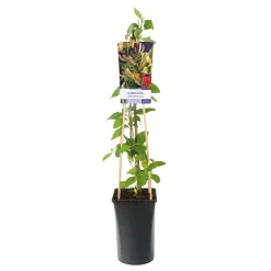 Lonicera Periclymenum 40-60 cm