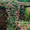 Lonicera Periclymenum "Serotina" 40-60 cm