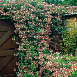 Lonicera Periclymenum "Serotina" 40-60 cm