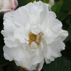 Louise Bugnet