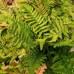 Lurvbräken Dryopteris Cycadina 2L