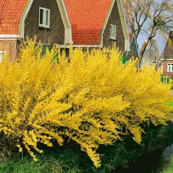Lynwood Gold