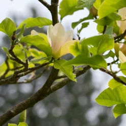Magnolia Sunsation 60-80 cm