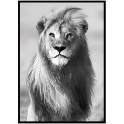 Majestic Lion