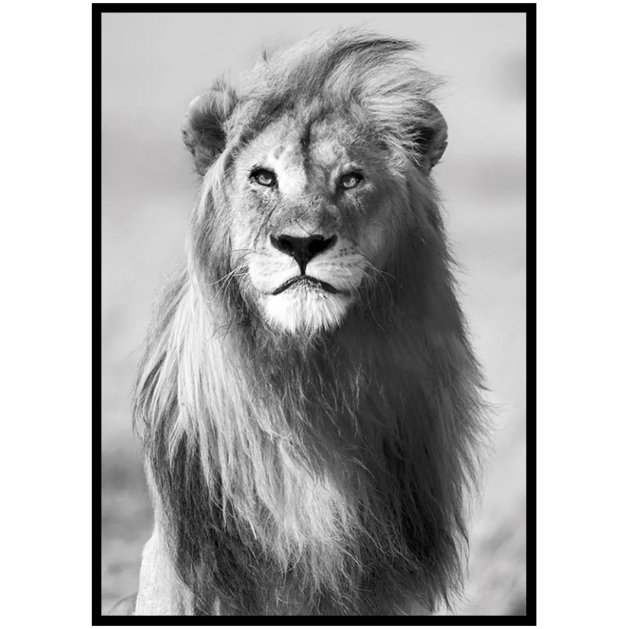 Majestic Lion