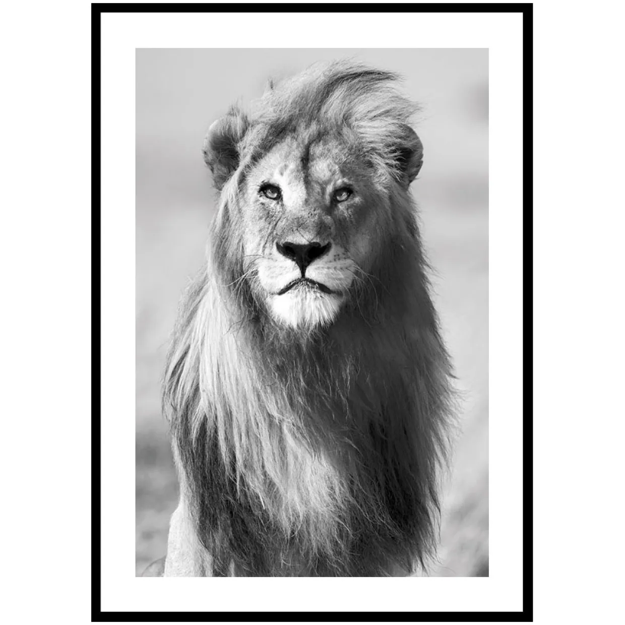 Majestic Lion