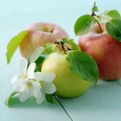 Malus domestica