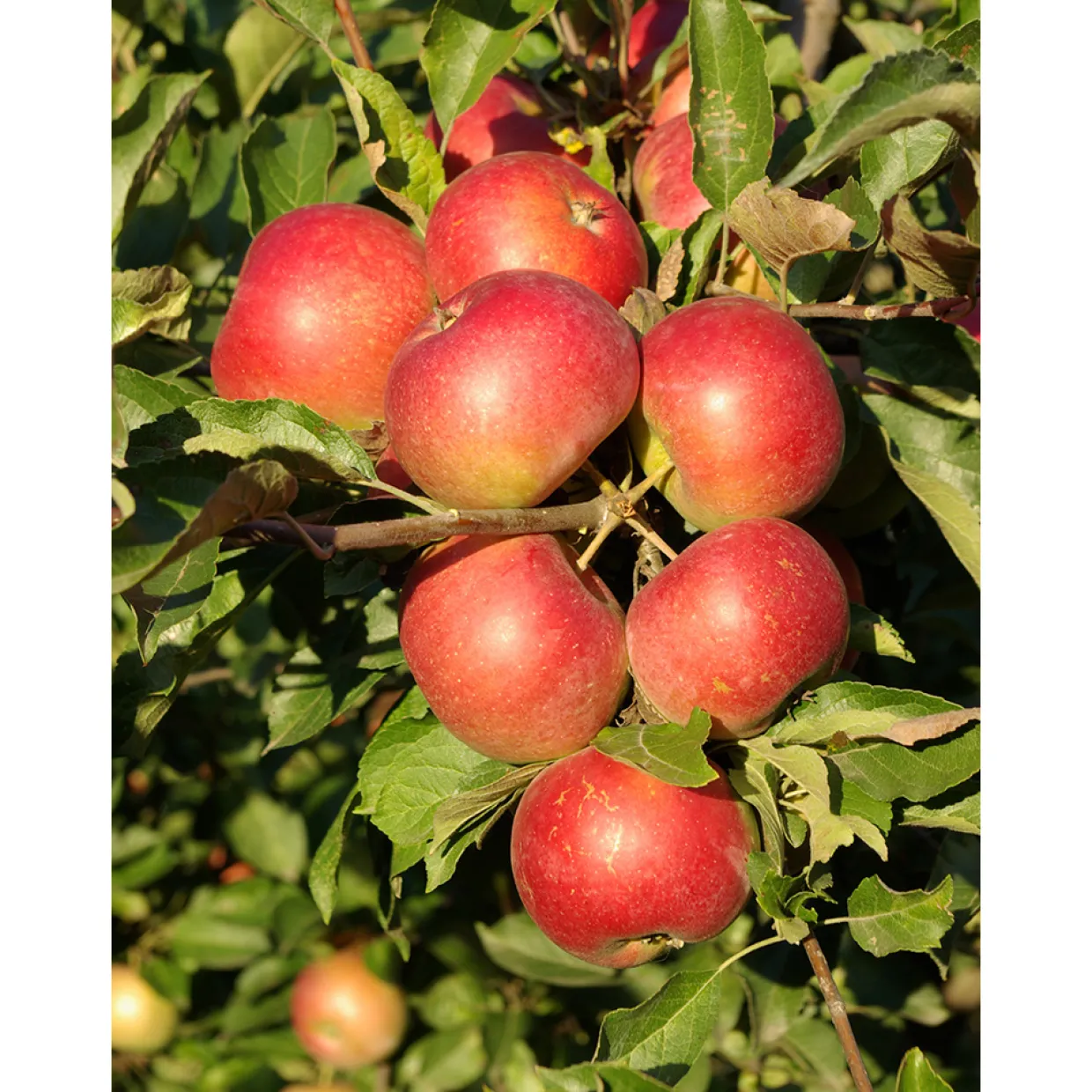 Malus Domestica Cox´s Orange Queen