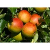 Malus Domestica Höstdessert E