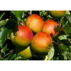 Malus Domestica Höstdessert E