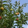 Malus domestica inkl Uppbindningskit