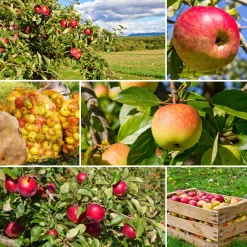 Malus domestica inkl Uppbindningskit
