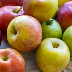 Malus domestica inkl Uppbindningskit