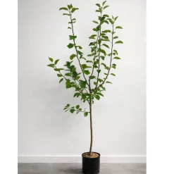 Malus domestica inkl Uppbindningskit