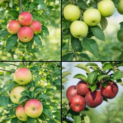 Malus domestica inkl Uppbindningskit