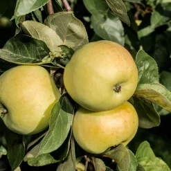 Malus Domestica Oranie E