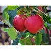 Malus Domestica P.J. Bergius