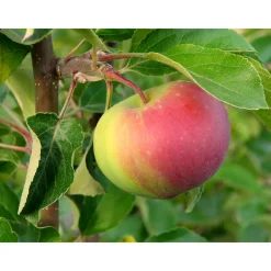 Malus Domestica Rött Kaneläpple