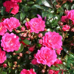 Marktäckande Red Fairy Rosa