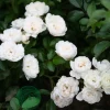 Marktäckande White Fairy