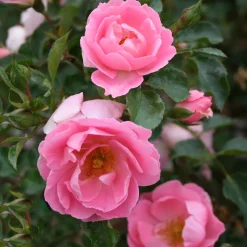 Marktäckande Sommerwind