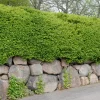 Måbär 40-60 cm