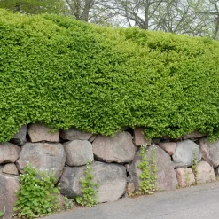 Måbär 40-60 cm
