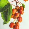 Minikiwi Actinidia Arguta Kens Red