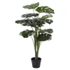 Monstera