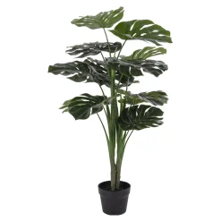 Monstera