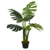 Monstera Plant