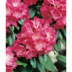 Morgonrot 25-30 cm