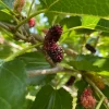 Mullbär Morus Mojo Berry Matsunaga