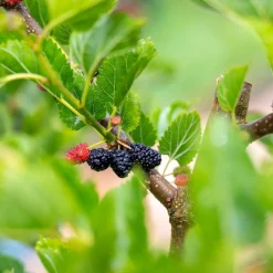 Mullbär Morus Mojo Berry Matsunaga