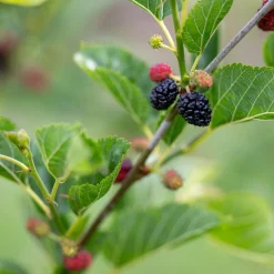Mullbär Morus Mojo Berry Matsunaga