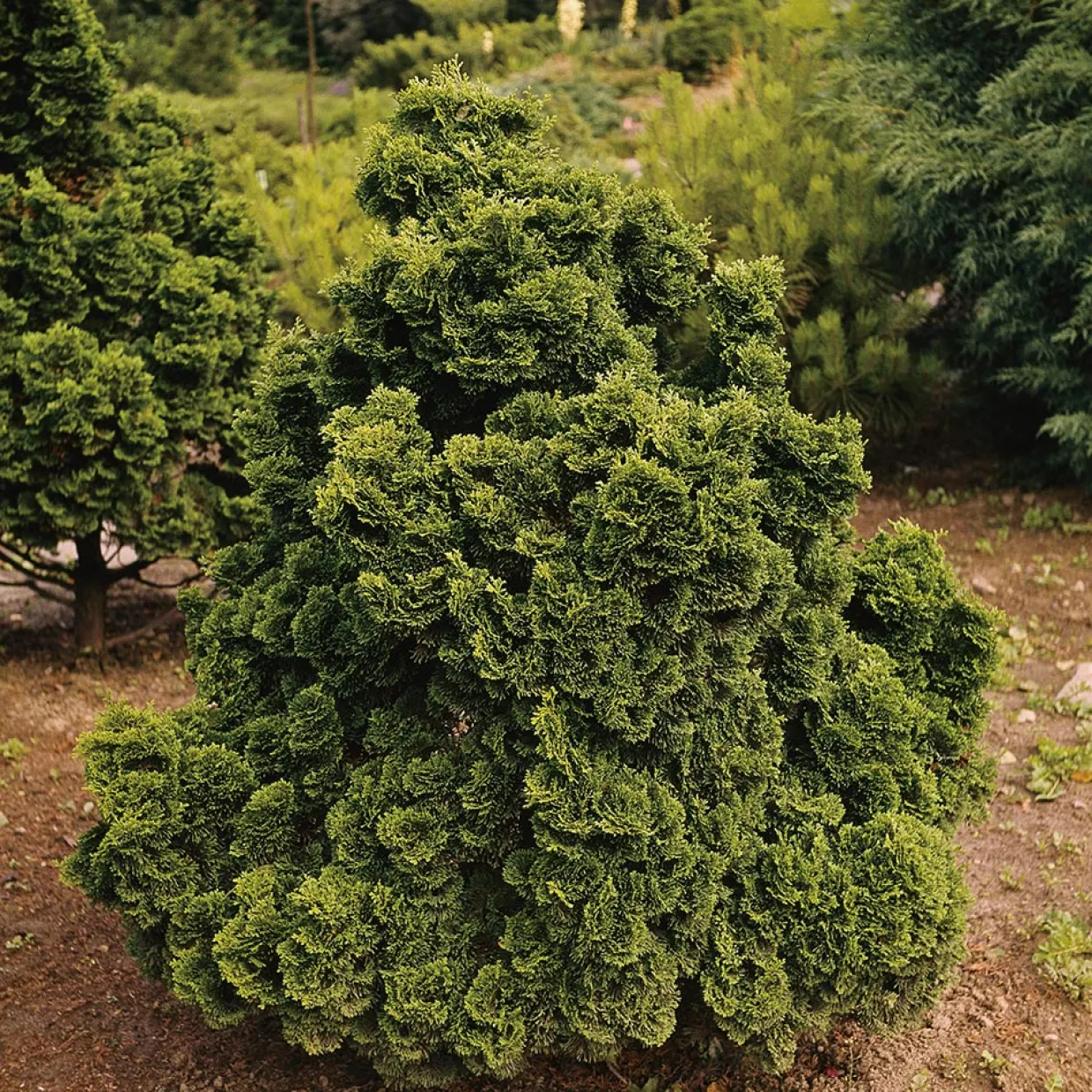 Nana Gracilis 20-25 cm